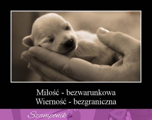 Miłość i wierność