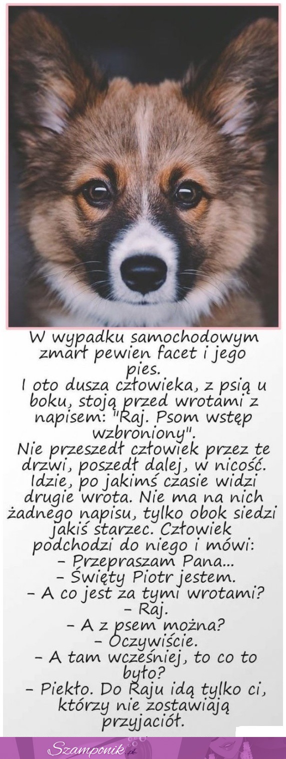 W wypadku samochodowym zmarł pewien facet i jego pies... Zobacz co było dalej...