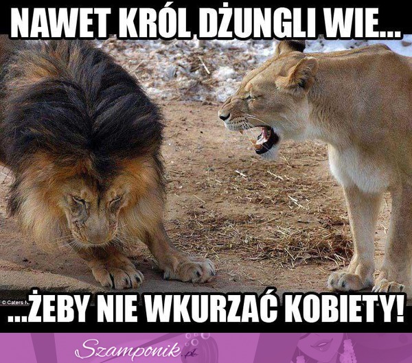 Nawet król dżungli wie!