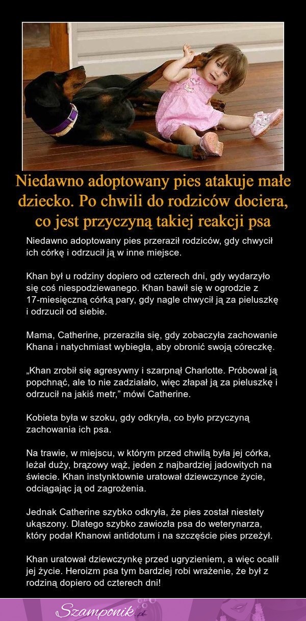 Niedawno adoptowany pies atakuje małe dziecko. Po chwili do rodziców dociera, co jest przyczyną takiej reakcji psa