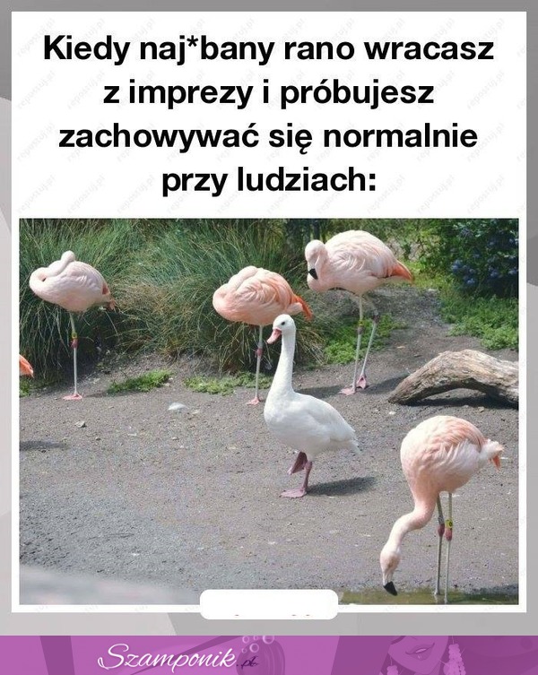 Kiedy rano wracasz z imprezy