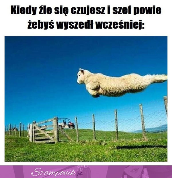 Zadzieram kiecę i lecę!