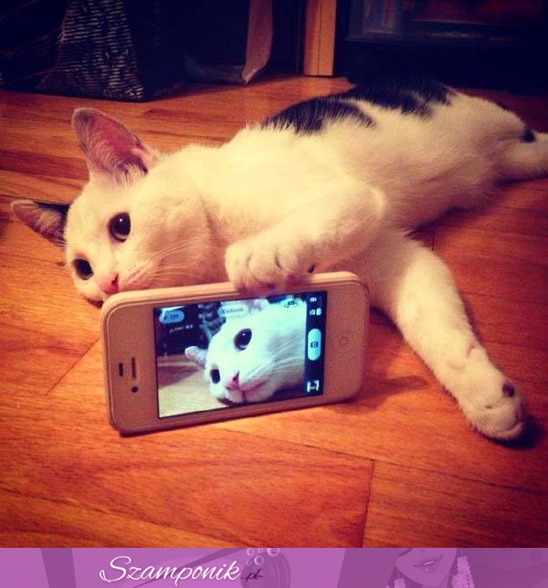 Kotek robi selfie ;)