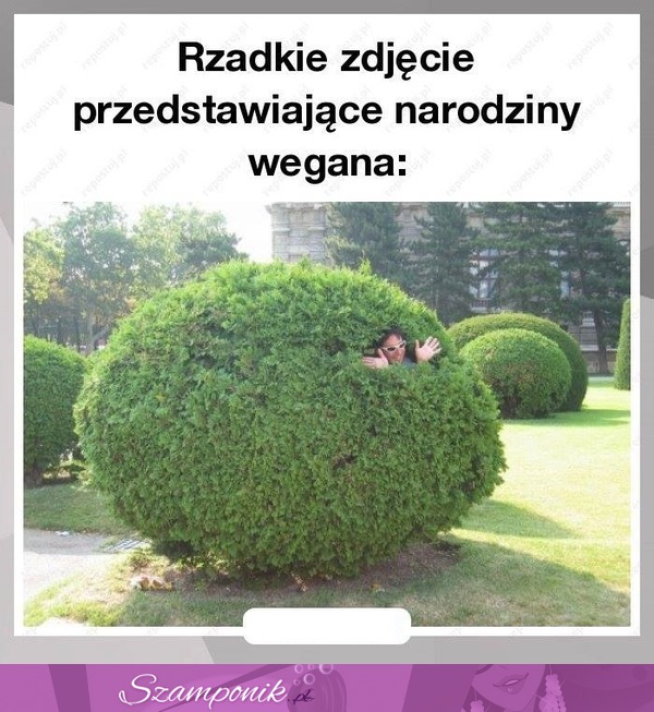 Narodziny wegana