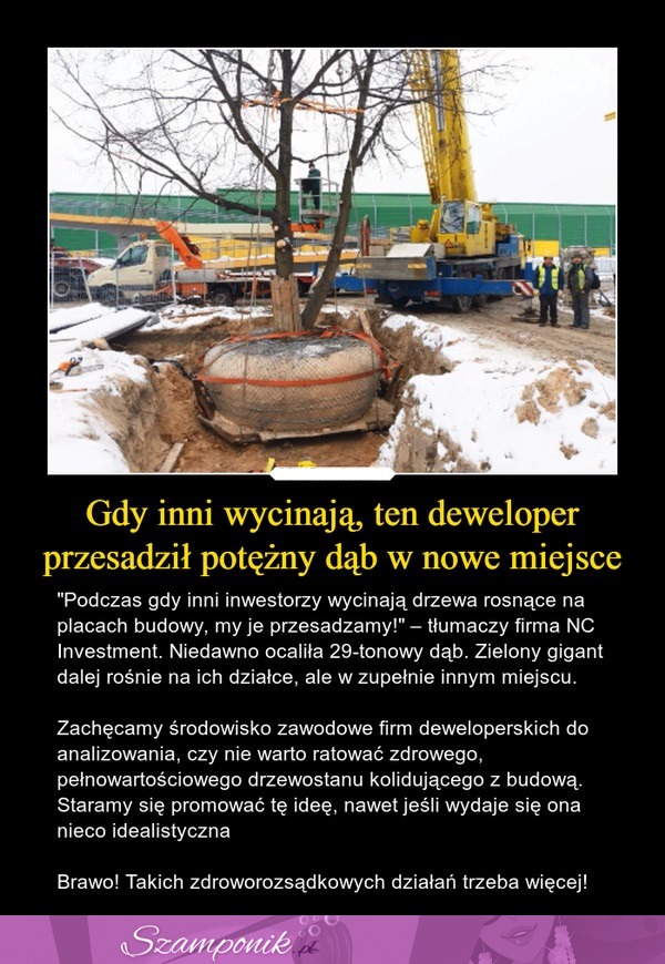 Gdy inni wycinają, oni przesadzają w inne miejsca... Teraz został uratowany 29-tonowy dąb.