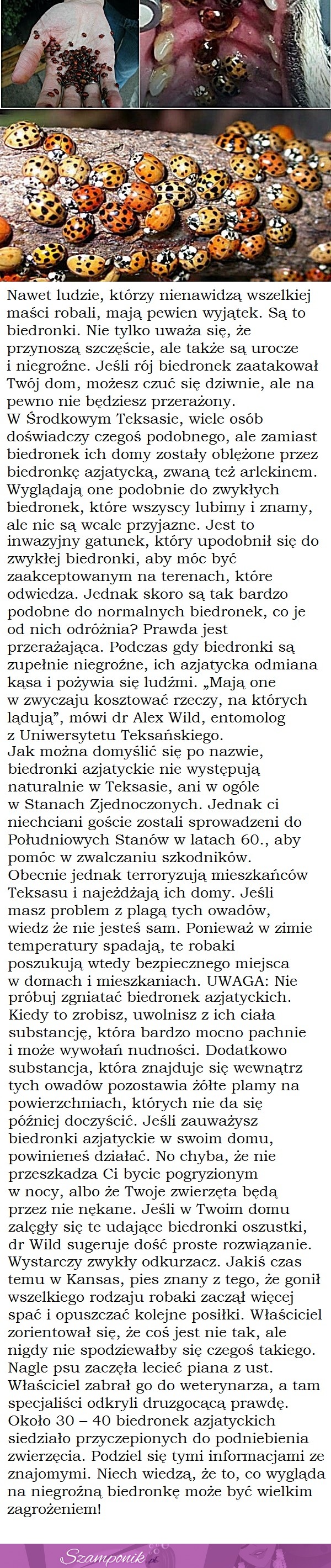 Prawdopodobnie myślałeś, że to biedronki, jednak prawda jest o wiele bardziej niebezpieczna...