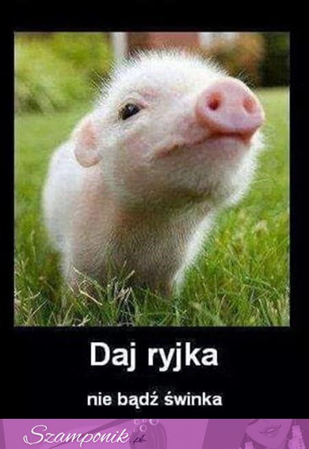 Daj ryjka ♥