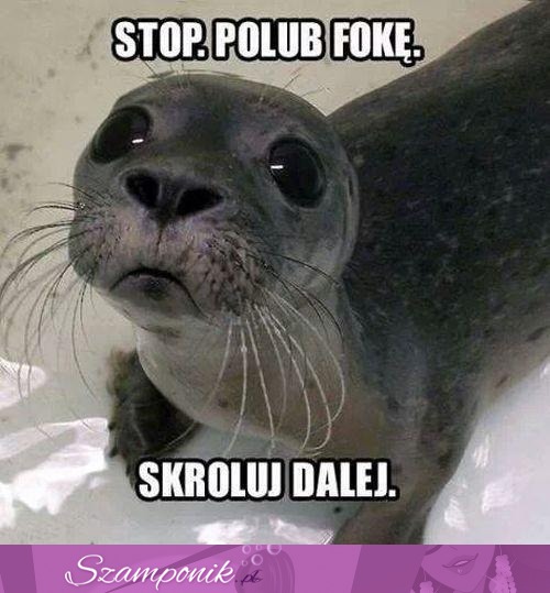 Polub foke!