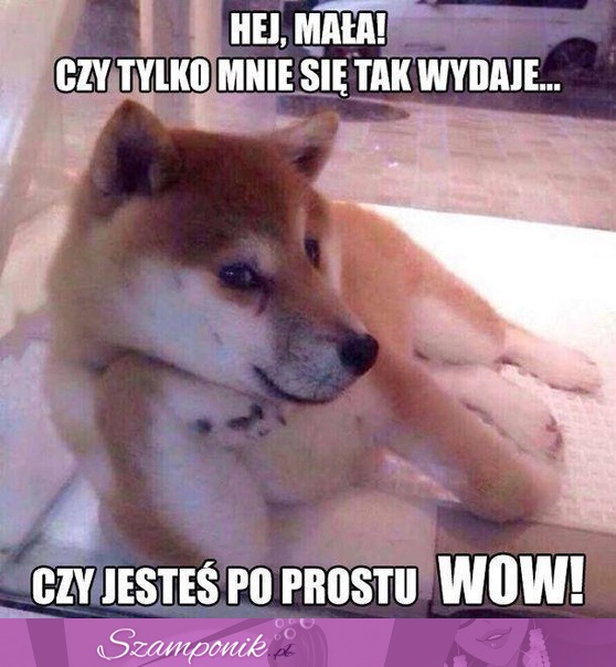 Jesteś po prostu WOW