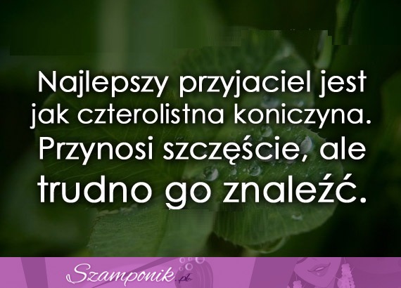 Najlepszy przyjaciel jest konieczyna