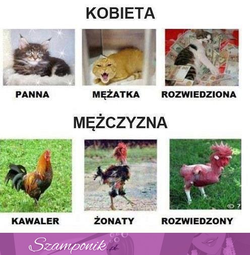 Kobieta VS Mężczyzna, haha dobre :D