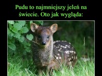 Pudu to najmniejszy jeleń na świecie! Oto jak wygląda...