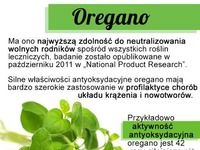 Oregano - właściwości lecznicze i zastosowanie