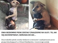 Dwa bezdomne pieski zostały znalezione na ulicy. To, jak się zachowywały, wzrusza do łez!