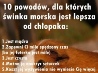 10 powodów dla których świnka morska jest lepsza od chłopaka, haha