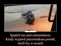 Spędził noc pod schroniskiem. Powód doprowadzi Cię do łez