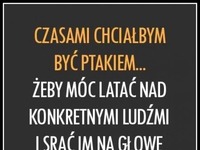 Czasami chciałbym być ptakiem ;)