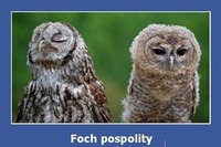 Foch pospolity