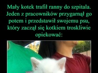 Wzruszające zdjęcia! Kotek został przygarnięty i przedstawiony psu, który się nim troskliwie opiekował!