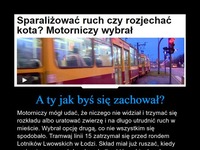 Sparaliżowany ruch, czy rozjechać kota? Motorniczy wybrał...