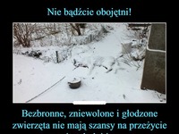 Nie bądźcie obojętni na bezbronne, zniewolone i głodzone zwierzęta!