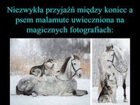 Niezwykła przyjaźń między koniem a psem. Magiczne fotografie!