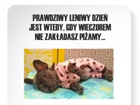 Prawdziwy leniwy dzień