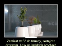 Zamiast trafić do trumny, zostajesz drzewem. Lasy na ludzkich prochach to cmentarze przyszłości!
