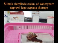 Ślimak czeka na swój domek ;) Weterynarz stara się naprawić jego skorupę! Niesamowite!