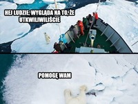 Niedźwiedż polarny pomaga odepchać łódź ;D
