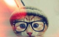 Kot hipster