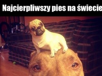 Najcierpliwszy pies na świecie! XD