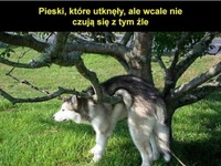 Pieski, które utknęły, ale wcale nie czują się z tym źle ;)