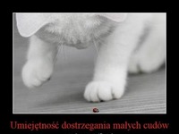 Dostrzeganie małych cudów