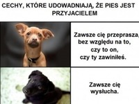 Cechy, które udowadniają, że pies jest przyjacielem...