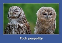 Foch pospolity ;)