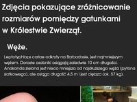 ZRÓŻNICOWANIE rozmiarów między gatunkami ZWIERZĄT... MASAKRA!