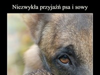 Niezwykła przyjaźń psa i sowy! NIESAMOWITE!