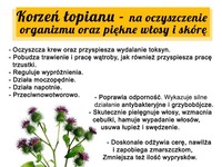 Korzeń łopianu - na oczyszczenie organizmu oraz piękne włosy i skórę