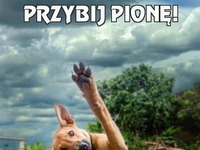 Przybij pjone! ;D