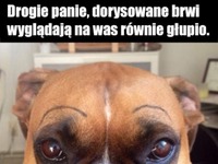 Drogie panie!