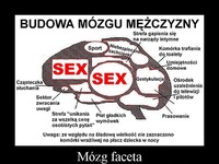 Budowa mózgu mężczyzny