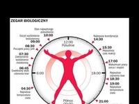 Tak działa nasz ZEGAR BIOLOGICZNY! Musisz to wiedzieć!