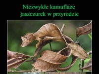 Niezwykłe kamuflaże jaszczurek w przyrodzie!