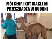 Głupi kot
