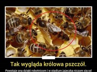 Tak wygląda królowa pszczół!