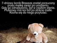 7-dniowy konik został porzucony przez matkę... Ból koi jedynie...