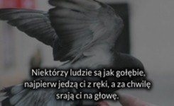 Niektórzy ludzie są jak gołębie