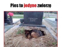 Jedyne zwierzę