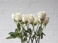 Białe róże, boski efekt